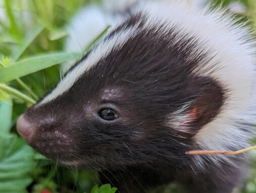 Skunk