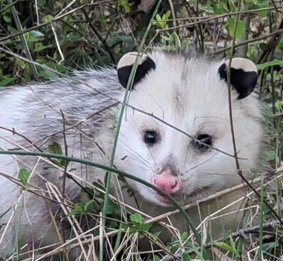 Opossum