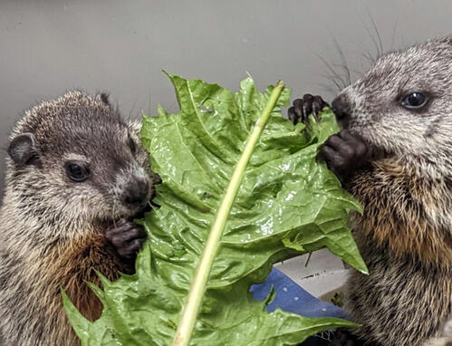 Woodchuck