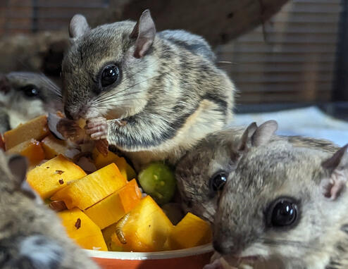 Flying Squirrel