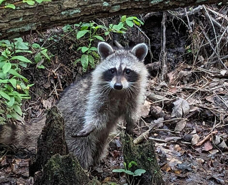 Raccoon